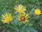 garden/Elecampane.JPG