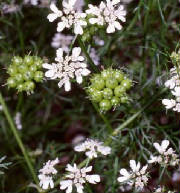 garden/coriander.JPG