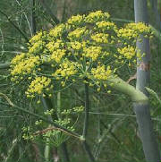 garden/fennel.JPG