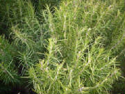 garden/rosemary.JPG