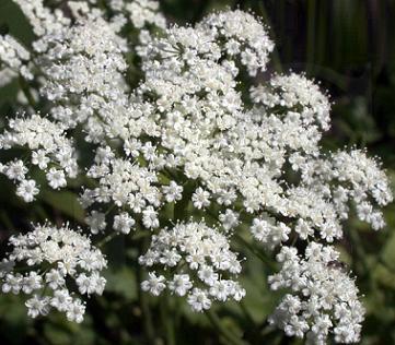 garden/anise.JPG